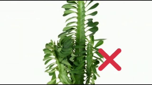 Как отучить кота есть комнатные растения? смотреть онлайн
