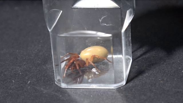 The Dysdera crocata смотреть онлайн