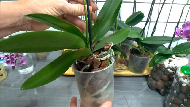 Como foi feito o replante das minis Phalaenopsis! E salvando uma orquídea sem raízes | JD Orquídeas смотреть онлайн