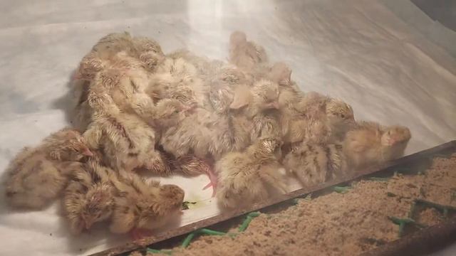 Какой породы перепелята?)) смотреть онлайн