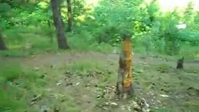 Вятско-Полянский лес.swf