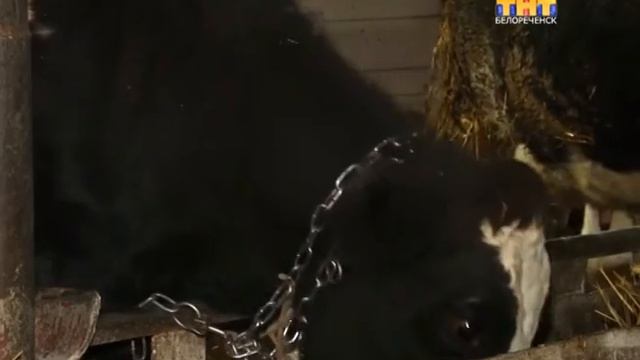 Белореченск-2015 смотреть онлайн