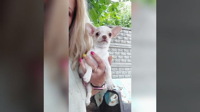 мини чихуахуа Кохинур продажа девочка пломбирКа питомник Кастропуло Крым+79787458062 смотреть онлайн
