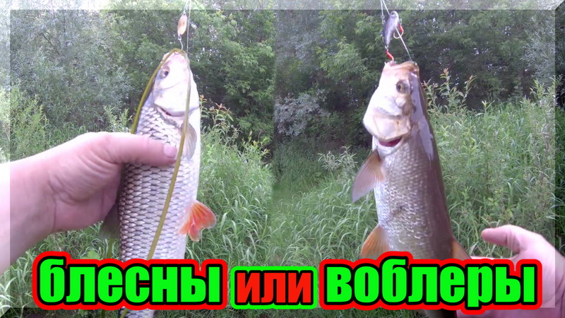 На что лучше ловить белого хищника(голавля, жереха)_ Блесны или воблеры_ Вот в чем вопрос. смотреть онлайн