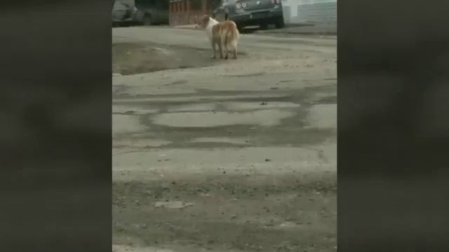 Топ 11 самые сильные породы собак смотреть онлайн