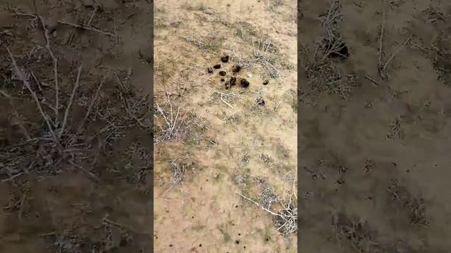 Капчагай Заливы смотреть онлайн