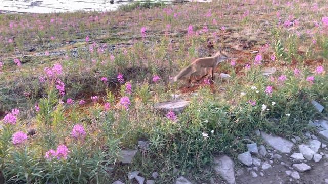 Лис на полуострове Средний. смотреть онлайн