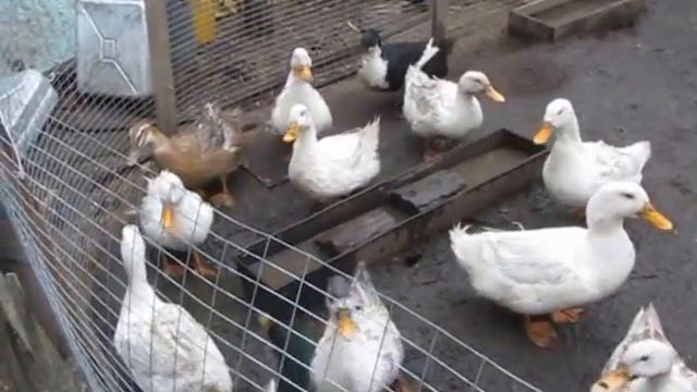 утиные мамки и папки смотреть онлайн