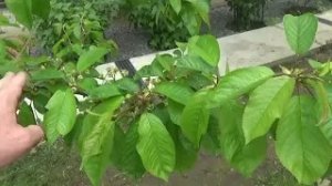 7. ПОСЛЕ ЭТОГО ДЕРЕВЬЯ ЗАВАЛЯТ ВАС ПЛОДАМИ!!