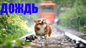 Звуки природы, ДОЖДЬ,ЛЯГУШКИ,ДЛЯ СНА.Снимает стресс,укрепляет НС.