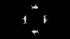 видео для 3D голограммы