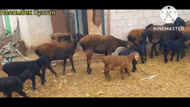 Гусфандойи хисори Савдо шуд фурухтам 2.280с Бародаро рахмат 2022 г. смотреть онлайн