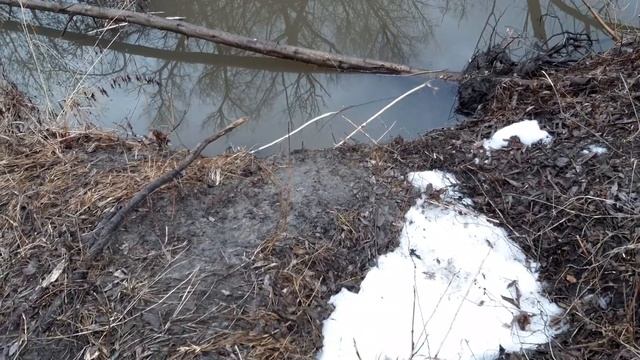 Как выглядит обитание бобра смотреть онлайн