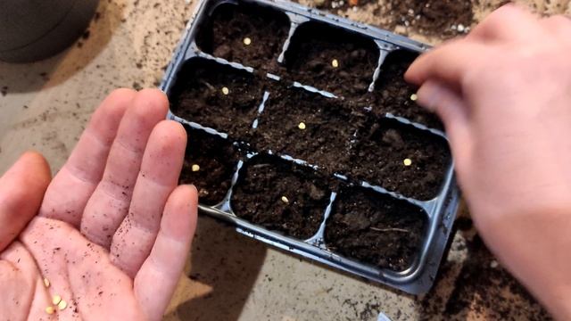 Теперь сею Томаты в Марте только так, рассада всегда коренастая, крепкая, здоровая, не вытягивается смотреть онлайн