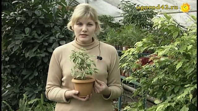 Фикус Бенджамина смотреть онлайн