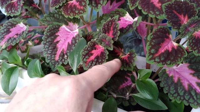 Колеус вместо петунии на балконе. Вторая прищипка растений.