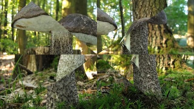 Kozák šedozelený - Leccinum thalassinum смотреть онлайн