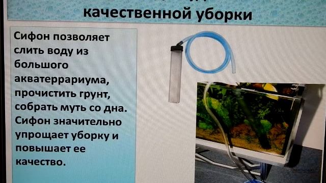 Уборка акватеррариума полуводных черепах (особенности). смотреть онлайн