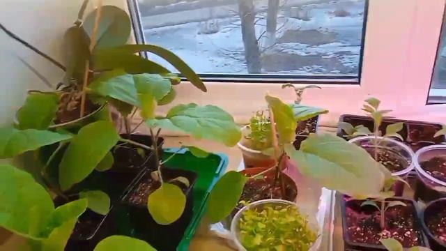 Отличный грунт для рассады из соснового бора)) смотреть онлайн