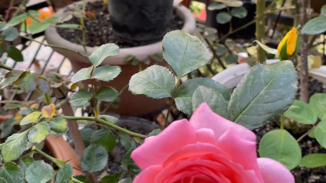 Rosa 'La Rose De Molinard' a Short Review смотреть онлайн