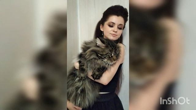 Рожа мейн-кун кот - волосатый бегемот! Отмечает юбилей 5 летие❤ смотреть онлайн
