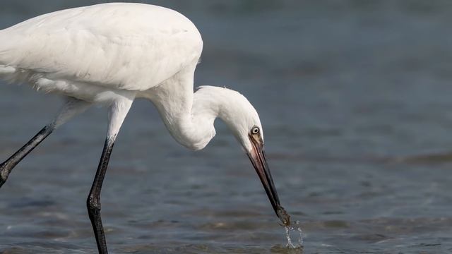 Sony A9 - FE 100-400 5.6 GM and the White Morph Reddish Egret - Bird in Flight Photography смотреть онлайн