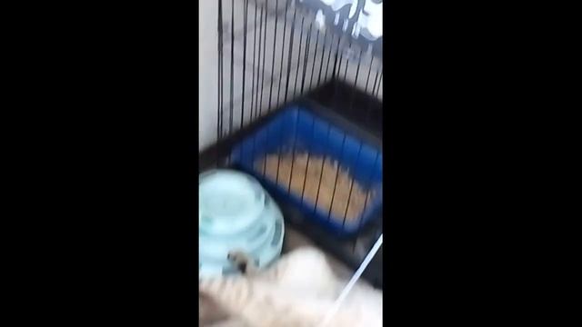 лежбище котиков seal rookery смотреть онлайн