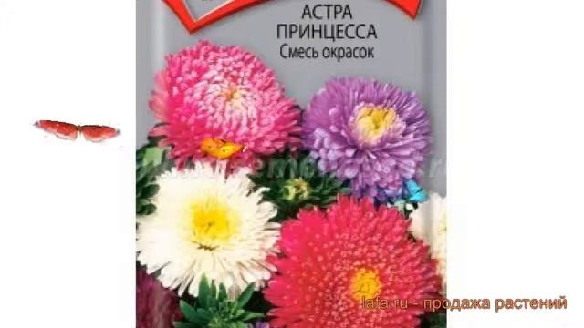 Астра обыкновенный Смесь окрасок (smes okrasok) ? обзор: как сажать, семена астры Смесь окрасок смотреть онлайн