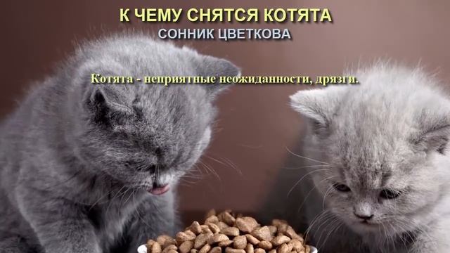К чему снятся котята. Сонник Цветкова. Толкование снов. смотреть онлайн