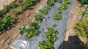 Посадка клубники на пленке и мембране. Серия 4