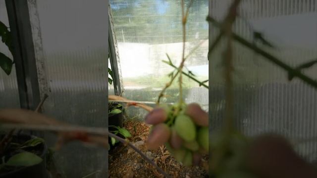 Перцовый черный виноград сигнальный урожай смотреть онлайн