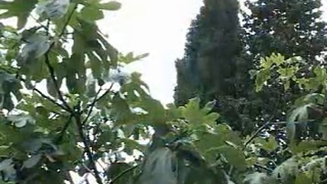 Пансионат пророка Илии.swf смотреть онлайн