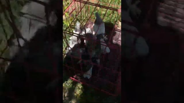 продам голубы такла 87020003787 смотреть онлайн