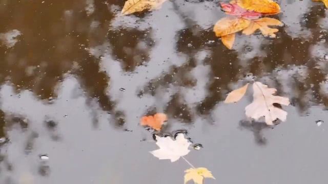 Autumn Mist and Color with the Panasonic ZS100 смотреть онлайн