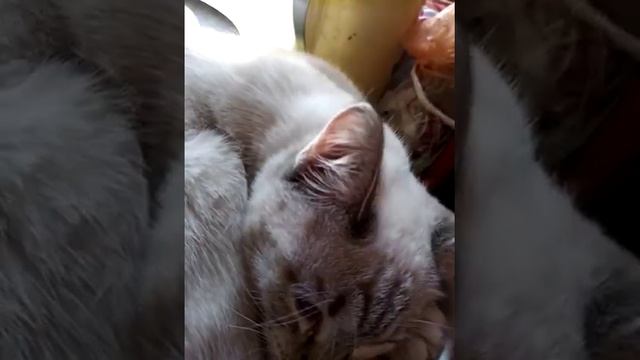 суп с котом.