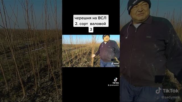 черешня на подвое ВСЛ 2