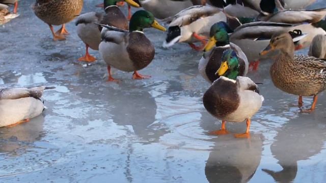 Самотёка4К50fps 6