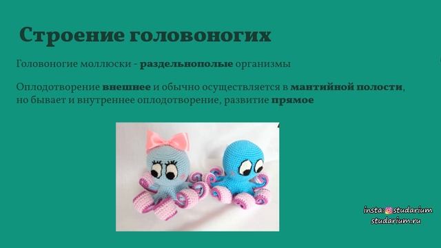 Класс головоногие. Осьминог. Лекция и разбор заданий от Юрия Беллевича смотреть онлайн