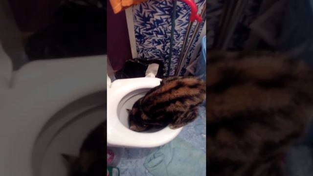 Кот в унитазе смотреть онлайн