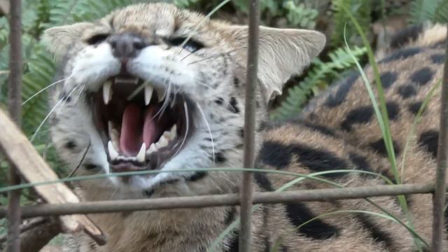 Talking Kitty Cats: Serval Edition