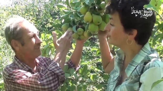 Как поливать грушу. Без полива нет урожая! смотреть онлайн