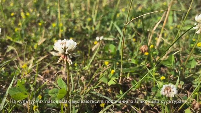 Конюшина повзуча | конюшина біла - Trifolium repens | Amoria repens смотреть онлайн