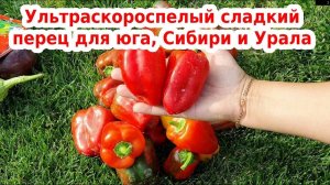 Сладкий перец здоровье: ультраскороспелый и урожайный