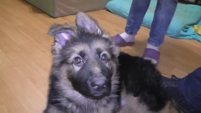 Ушки Домиком. Щенок немецкой овчарки Гранд. German Shepherd Puppy Grand. Одесса. смотреть онлайн
