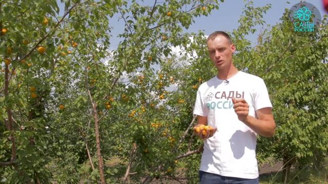 Абрикос АМУР. Вы просто обязаны посадить его! смотреть онлайн