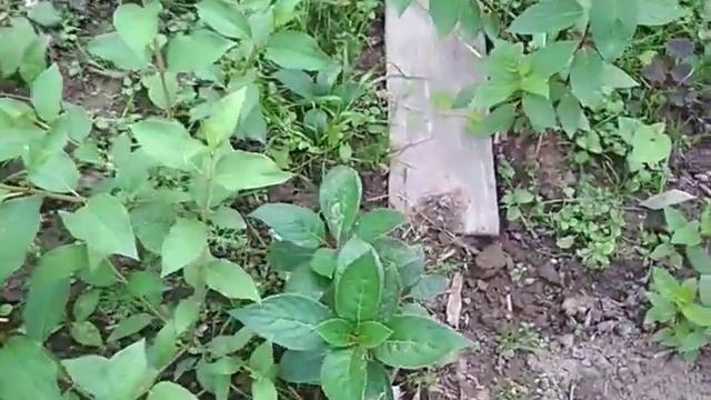 гортензия из черенка- двулетние саженцы смотреть онлайн