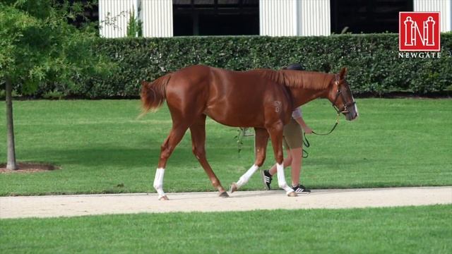 Exceed & Excel x Ol' Fashion Gal Filly смотреть онлайн