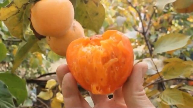 Хурма лучшие сорта в России | Гора Говерла-Королёк-Шарон-Никитская | Растущая Таврида