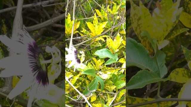 #Passiflora ligularis #beautiful #bees #zambia flowers смотреть онлайн