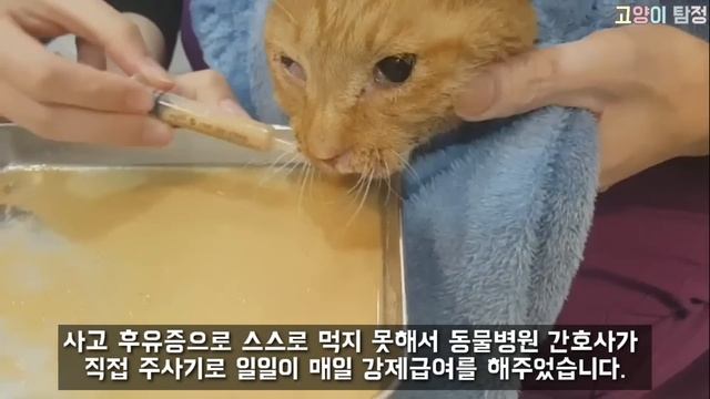 교통사고로 시력을 모두 잃고 장애를 갖게된 길냥이 '일동이' Street cat who became blind by traffic accident смотреть онлайн